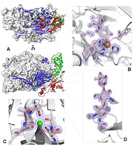 Structure and inhibition of human diamine oxidase .